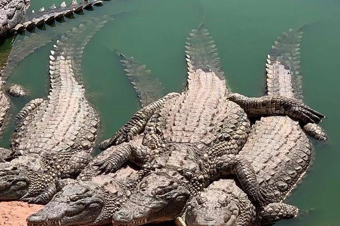 Agadir Crocoparc Transfer & Admission tickets - Final verdict: an easy, worthwhile animal stop