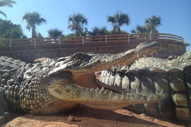Agadir Crocoparc With Transfer & Admission ticket - Key points to know before booking