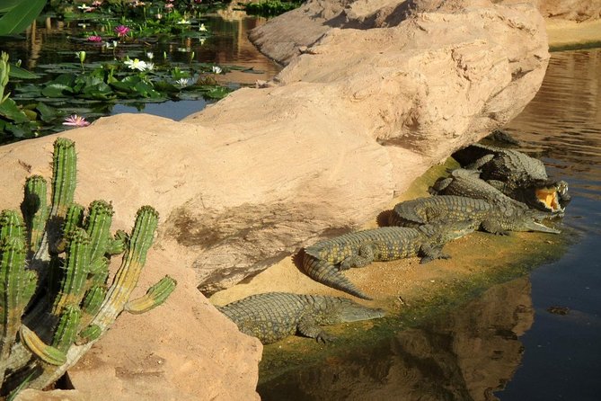 Agadir Crocoparc With Transfer & Admission ticket - Watching more than 300 crocodiles