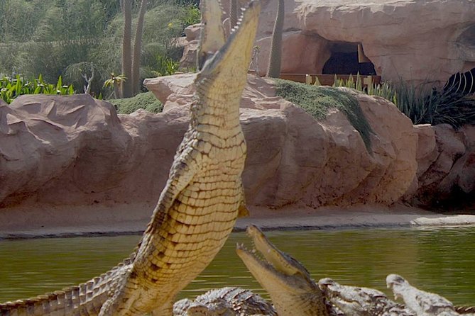 Agadir Crocoparc With Transfer & Admission ticket - Anacondas, snakes, and the frog house