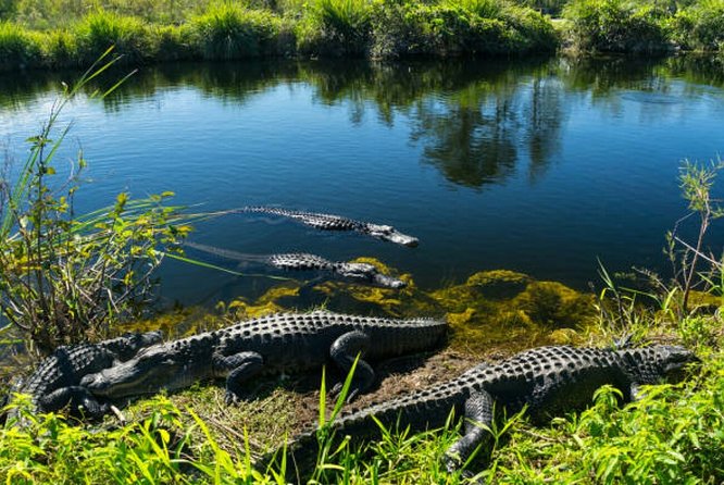 Agadir Crocoparc With Transfer & Admission ticket - A quiet break in the botanical gardens