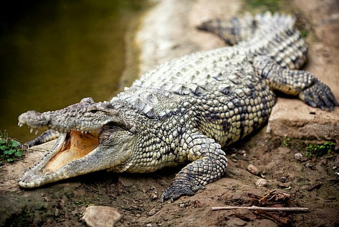 Agadir Crocoparc With Transfer & Admission ticket - Who will enjoy this Crocoparc trip most