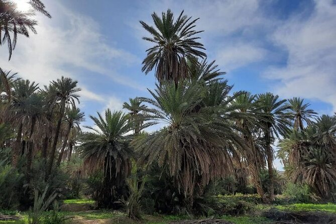 Agadir Day Trip to Taroudant and Tiout Oasis with Lunch - What makes Tiout different
