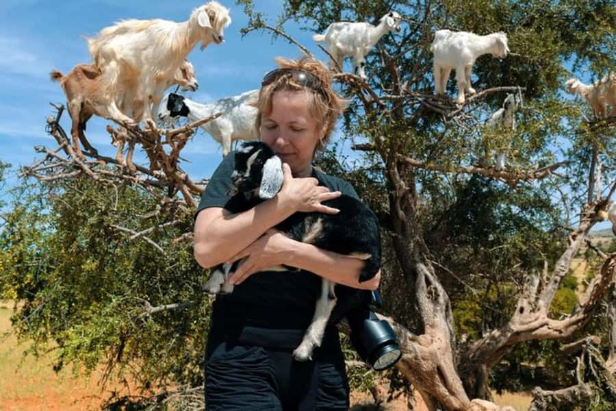 Agadir: Discover Argan Tree-Climbing Goats on a Morning Tour - Key points to know before you book