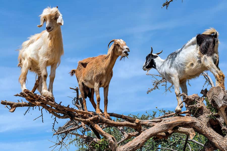 Agadir: Discover Argan Tree-Climbing Goats on a Morning Tour - Why goats climb the Argan trees