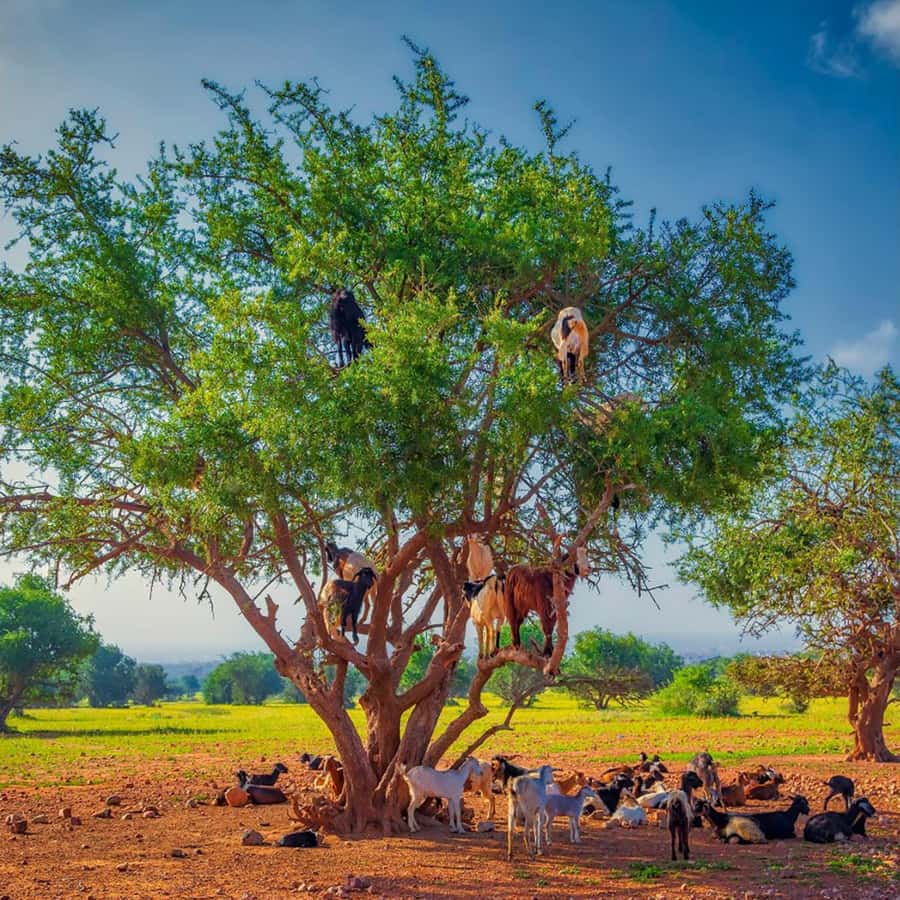 Agadir: Discover Argan Tree-Climbing Goats on a Morning Tour - Guides, languages, and the feel of the outing