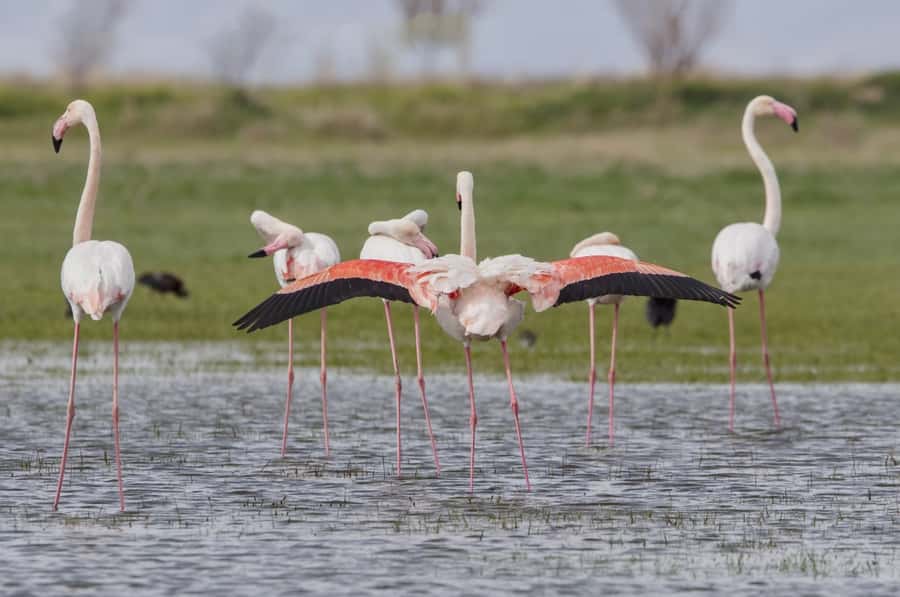 Agadir: Flamingo River Camel Ride with Optional BBQ Dinner - A gentle camel ride with a real change of scene