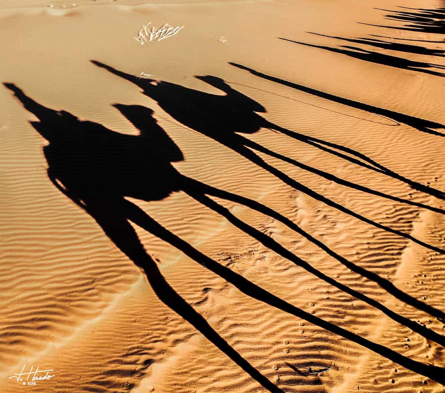 Agadir: Flamingo River Camel Ride with Optional BBQ Dinner - The Souss river and the search for flamingos