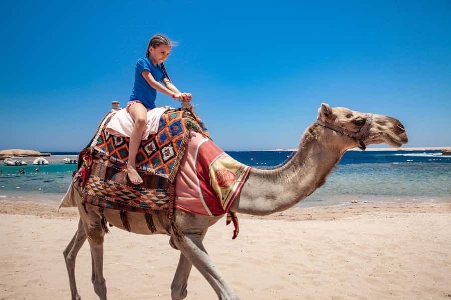 Agadir: Flamingo River Camel Ride with Optional BBQ Dinner - Through Aghroud Bensergao and the eucalyptus forest