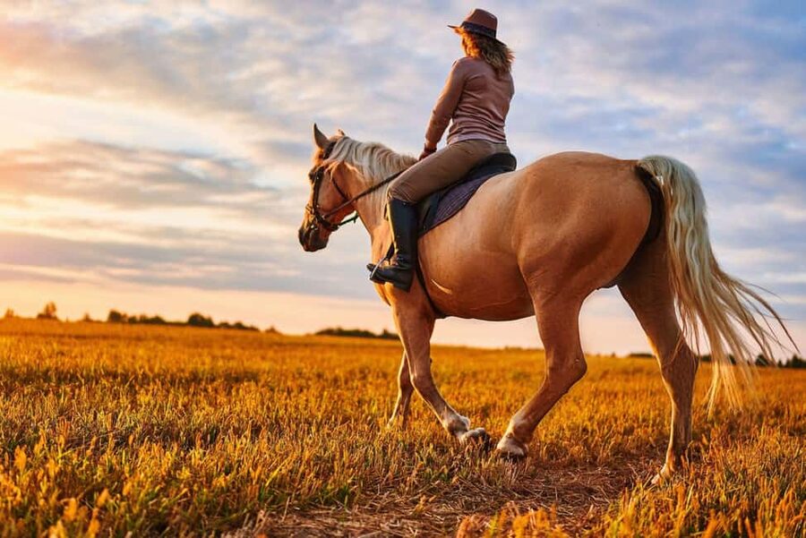 Agadir: Forest and Sand Dunes Guided Horse Riding - Riding beneath Agadir’s eucalyptus trees