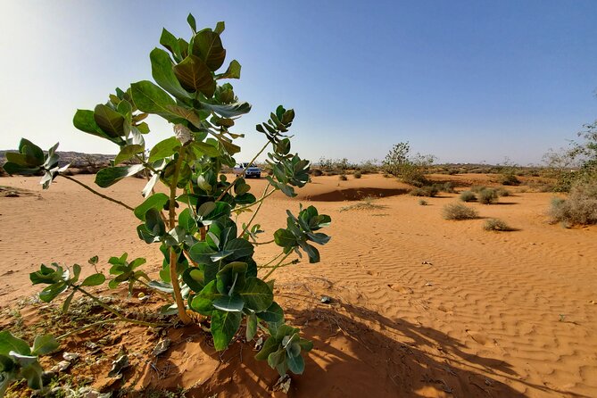 Agadir Jeep Safari Desert Day Trip including Lunch & camel ride - Pottery first, then the Souss-Massa bird country