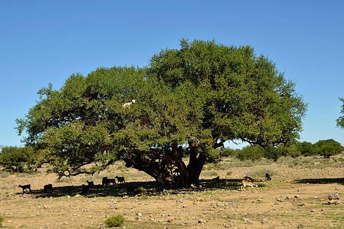 Agadir Morocco 4WD Sahara Tours with Lunch - What the guides add to the day