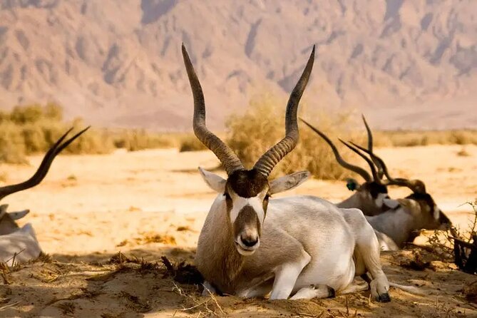 Agadir National Park & 4×4 Jeep Desert Safari Tour with Lunch - What to expect inside the national park