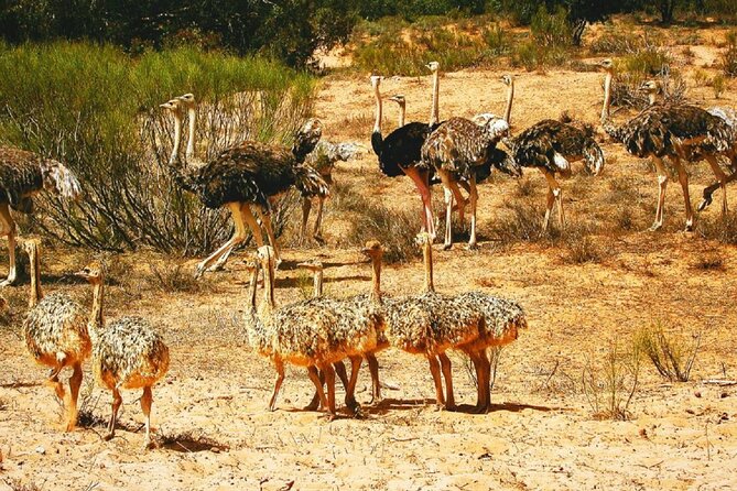 Agadir National Park & 4×4 Jeep Desert Safari Tour with Lunch - Massa villages and everyday Moroccan life