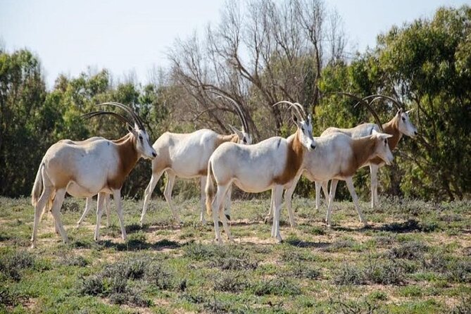 Agadir National Park & 4×4 Jeep Desert Safari Tour with Lunch - Pottery, souvenirs, and the return to Agadir