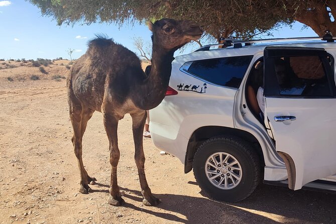 Agadir or taghazout : 4×4 Jeep Sahara Desert Trip with Lunch - Price and overall value at $38.67