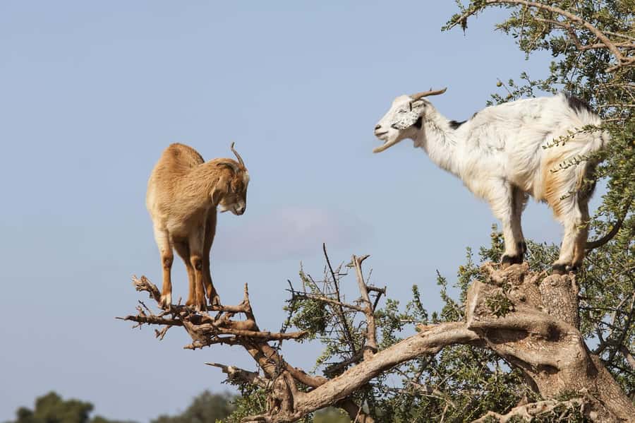Agadir or Taghazout: Goat on Trees and Crocoparc with Pickup - Key points to know