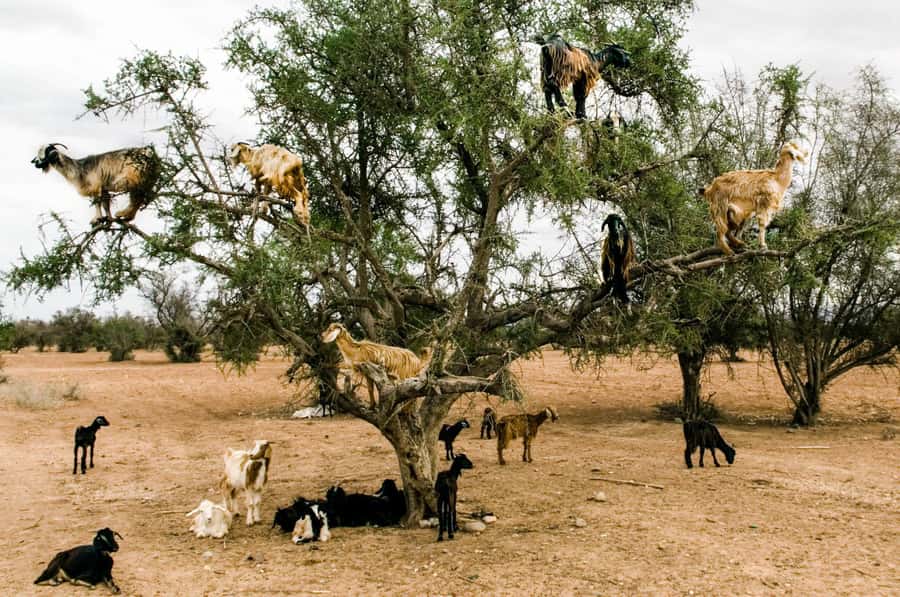 Agadir or Taghazout: Goat on Trees and Crocoparc with Pickup - Goats above the road, not a zoo exhibit