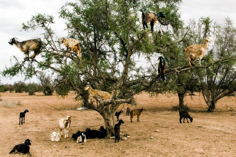 Agadir or Taghazout: Goat on Trees and Crocoparc with Pickup - What the $53 price buys you