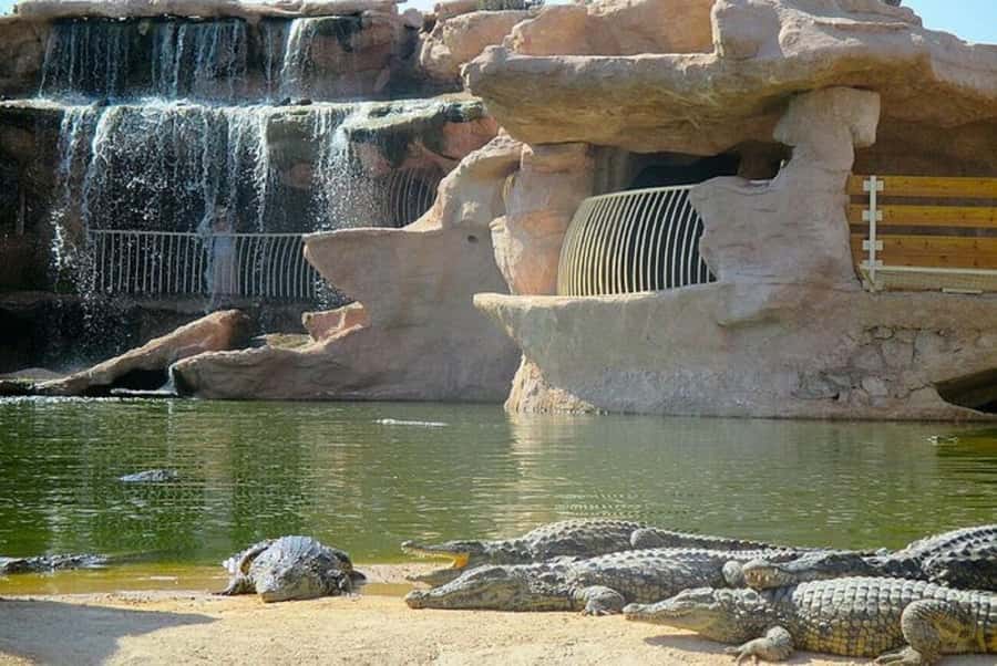 Agadir or Taghazout: Goat on Trees and Crocoparc with Pickup - Should you book it?