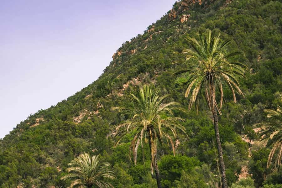 Agadir or Taghazout: Paradise Valley Atlas Mountain Trip - Morning or afternoon departure?