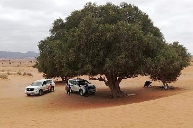 Agadir Sahara Day Trip with Lunch - Birdlife and open country in Souss-Massa
