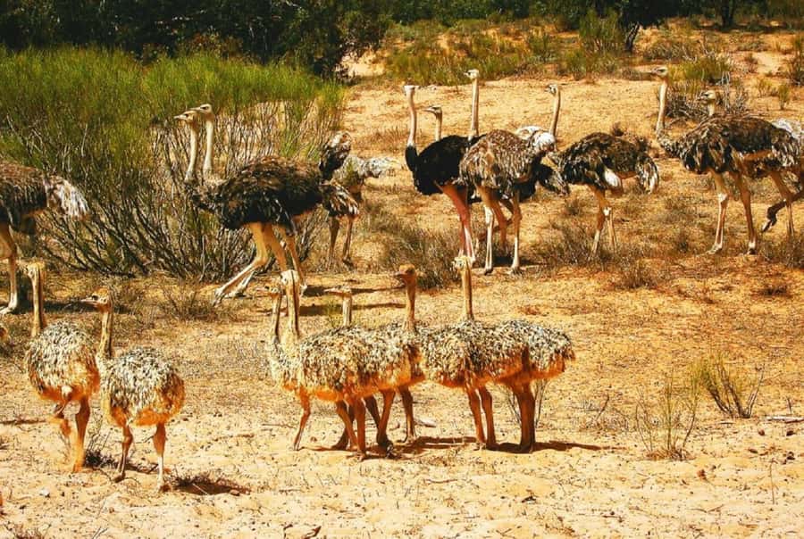 Agadir: Sous Massa National Park Desert Safari Tour & Lunch - Why this Agadir day trip is worth your time