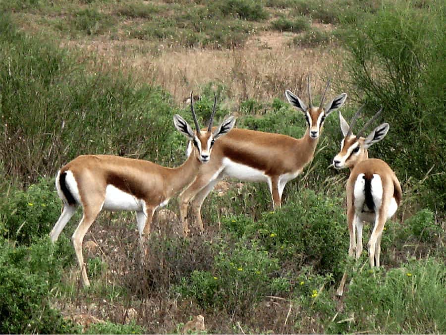 Agadir: Sous Massa National Park Desert Safari Tour & Lunch - Should you book this Souss-Massa tour?