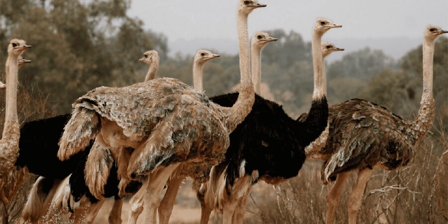 Agadir: Sous Massa National Park Desert Safari Tour & Lunch - Lunch in a Berber house