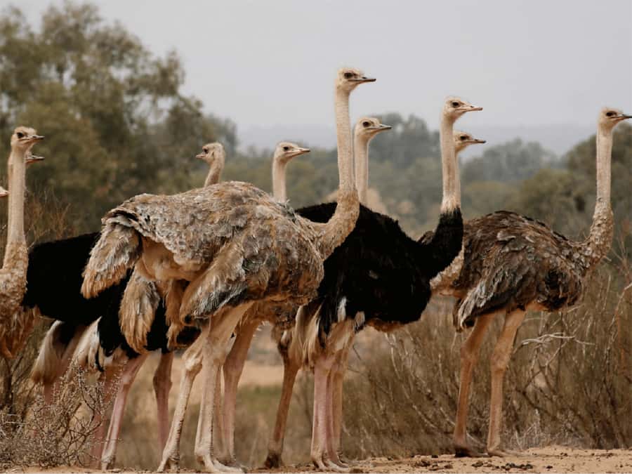 Agadir: Sous Massa National Park Desert Safari Tour & Lunch - The Massa dam and Anti-Atlas views