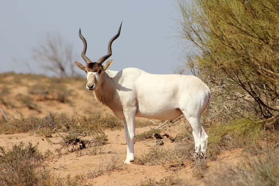 Agadir: Sous Massa National Park Desert Safari Tour & Lunch - Is the $102 price good value?