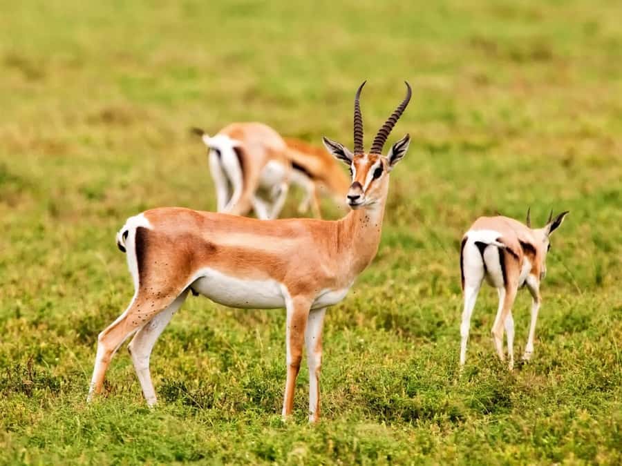 Agadir: Sous Massa National Park Desert Safari Tour & Lunch - Watching animals inside Souss-Massa National Park