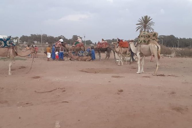 Agadir Sunset Camel Ride with Delicious Couscous & Barbecue - A calm start outside Agadir