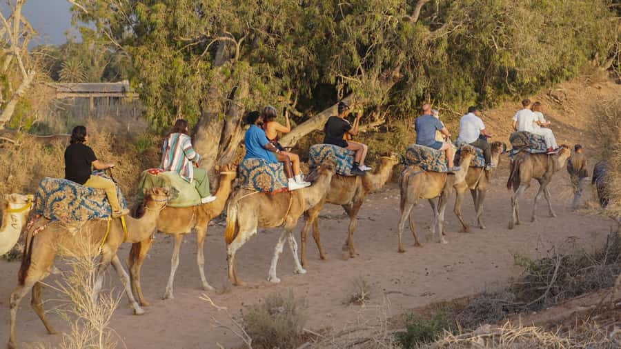 Agadir/Taghazout: Camel Ride with Tea Drink and Transfers - Mounting the camel and finding the rhythm