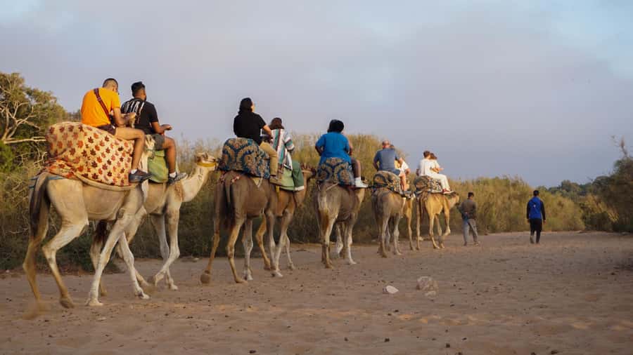 Agadir/Taghazout: Camel Ride with Tea Drink and Transfers - The route may include a river and flamingo lake