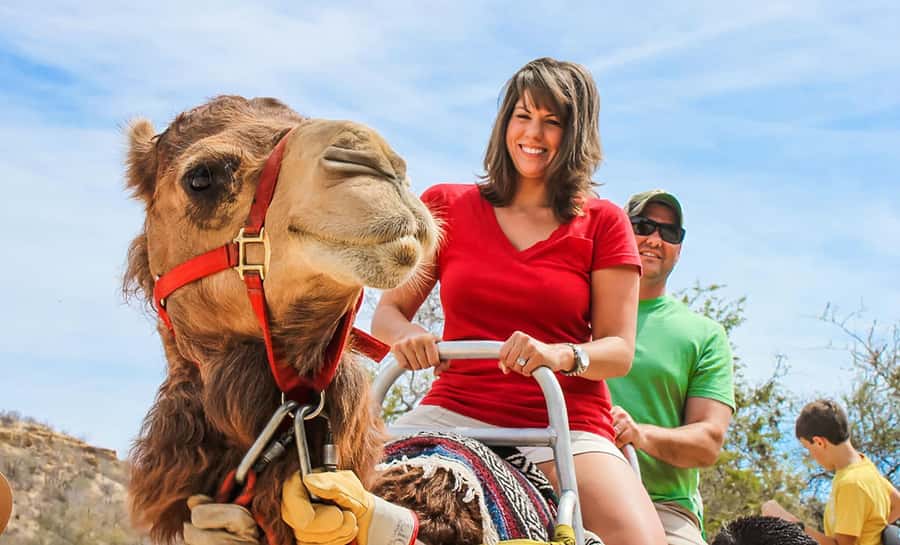 Agadir/Taghazout: Camel Ride with Tea Drink and Transfers - What the $21 price really buys