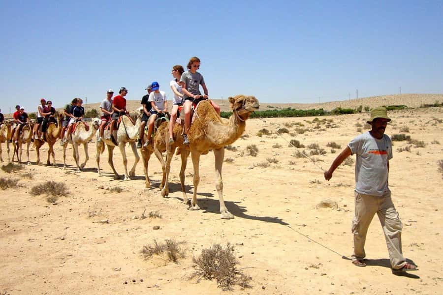 Agadir/Taghazout: Camel Ride with Tea Drink and Transfers - Who will enjoy this most