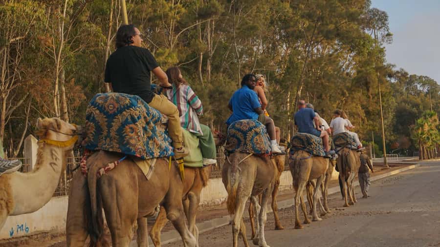 Agadir/Taghazout: Camel Ride with Tea Drink and Transfers - Practical tips for a smoother ride