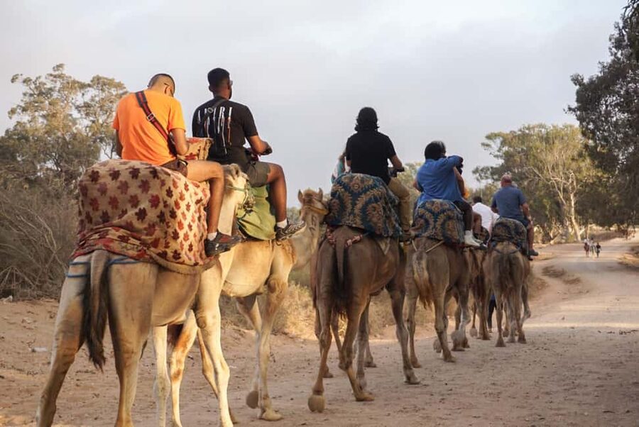 Agadir/Taghazout: Camel Rides with Tea Drink and Transfers - A gentle camel ride outside Agadir