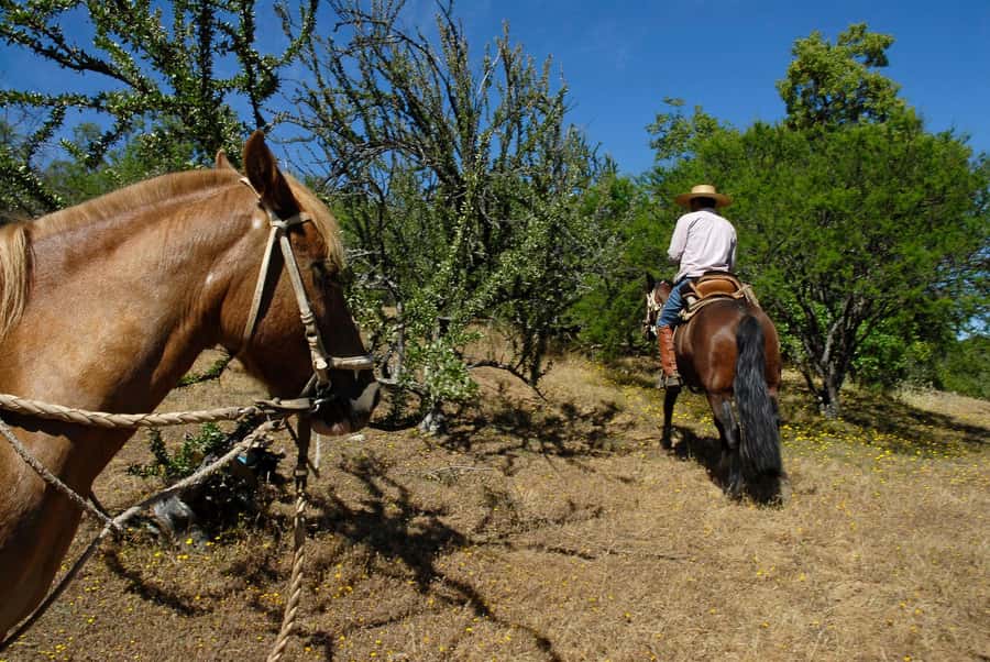 Agadir/Taghazout: Horse Rides Experience With Transfers - A quiet ride beyond Agadir’s beach strip