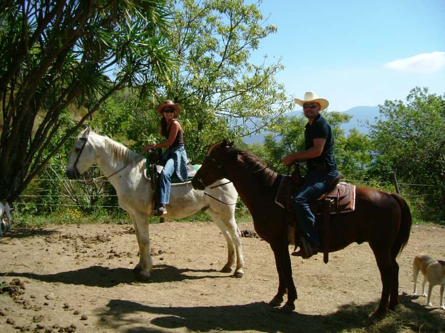 Agadir/Taghazout: Horse Rides Experience With Transfers - Gentle horses, steady pace, and the appeal for beginners