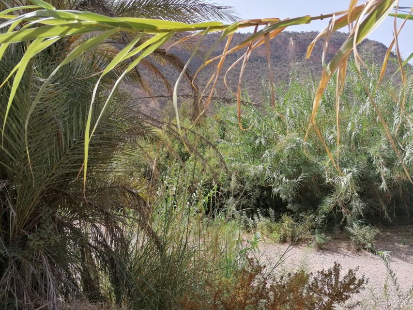 Agadir/Taghazout : Paradise Valley & Sandboarding with Lunch - Should you book Paradise Valley and sandboarding?