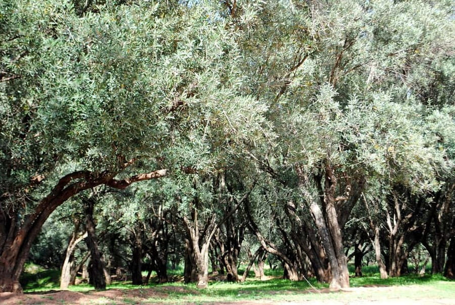 Agadir/Taghazout: Paradise Valley Tour to Atlas Mountains - Should you book it?