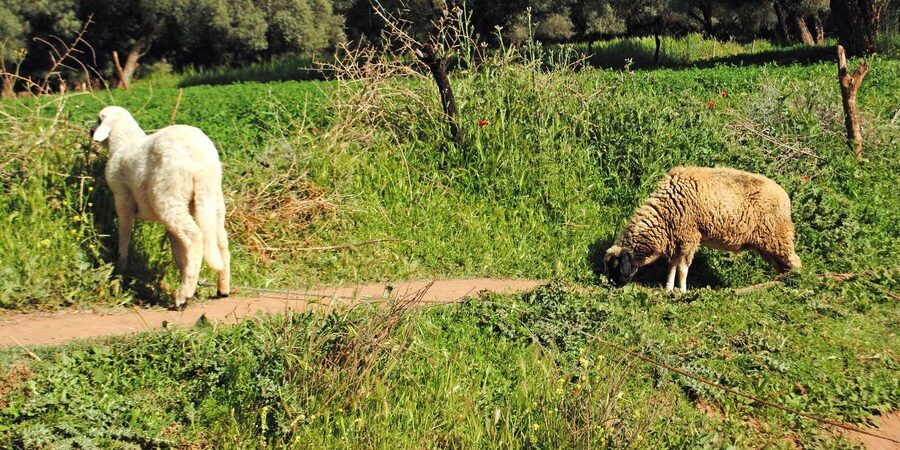 Agadir/Taghazout: Paradise Valley Tour to Atlas Mountains - The botanic garden and argan oil center