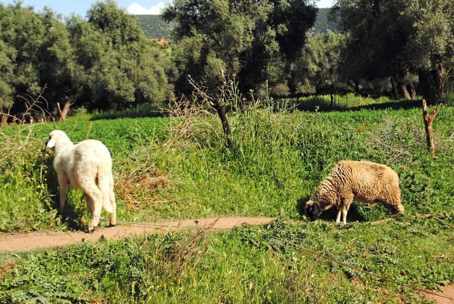 Agadir/Taghazout: Paradise Valley Tour to Atlas Mountains - What the $21 price really covers