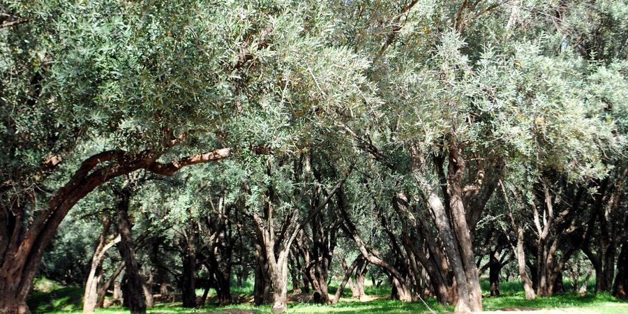 Agadir/Taghazout: Paradise Valley Tour to Atlas Mountains - Who should book this Paradise Valley trip?