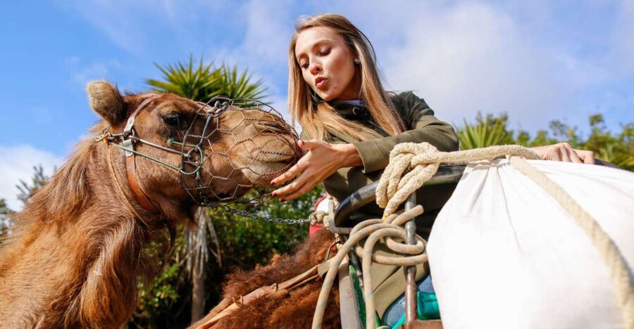 Agadir/Taghazout/Port: Camel Ride Tea & BBQ Option - Photos, phone breaks, and the extra cost