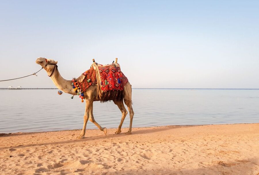 Agadir/Taghazout/Port: Camel Ride Tea & BBQ Option - Mint tea at Camel Tea Place