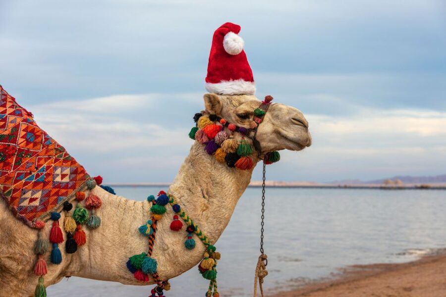 Agadir/Taghazout/Port: Camel Ride Tea & BBQ Option - Is $22 good value?