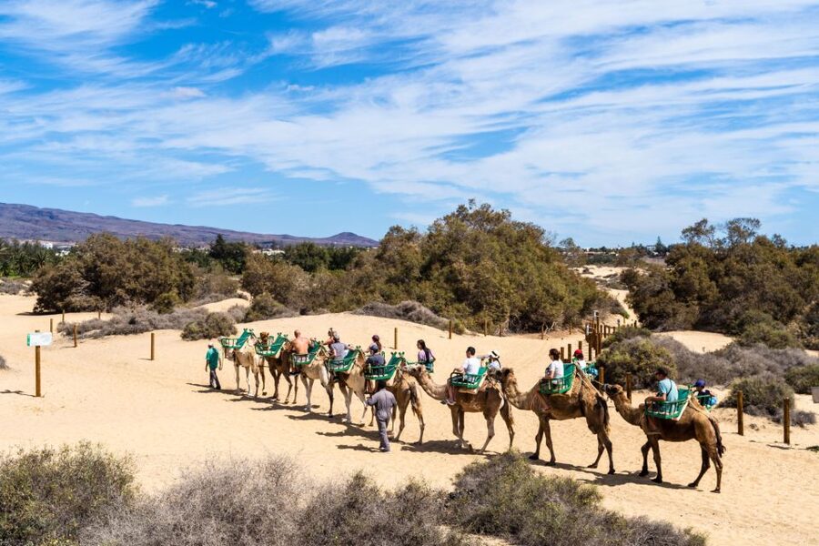 Agadir/Taghazout/Port: Camel Ride Tea & BBQ Option - Who should book this camel ride?